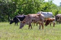 Texas Longhorn Cattle Grazing in a Pasture with Wildflowers Growing in Texas. Royalty Free Stock Photo