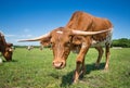 Texas longhorn cattle grazing on spring pasture Royalty Free Stock Photo