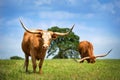 Texas longhorn cattle grazing on spring pasture Royalty Free Stock Photo