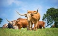 Texas longhorn cattle grazing on spring pasture Royalty Free Stock Photo