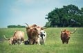 Texas longhorn cattle grazing on spring pasture