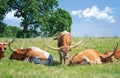 Texas longhorn cattle grazing in spring pasture Royalty Free Stock Photo