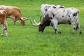 Texas Longhorn Cattle Royalty Free Stock Photo