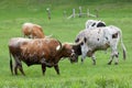 Texas Longhorn Cattle Royalty Free Stock Photo