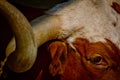 Texas Longhorn Cattle Image