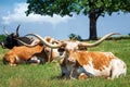 Texas longhorn cattle in the spring pasture Royalty Free Stock Photo
