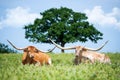 Texas longhorn cattle lying down in the summer pasture Royalty Free Stock Photo