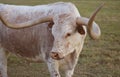 Texas Longhorn Cattle in Pasture in late afternoon Close up Royalty Free Stock Photo