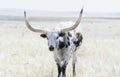 Texas Longhorn Cattle on the Plains of Colorao Royalty Free Stock Photo