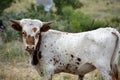 Texas Longhorn Cattle Portrait Royalty Free Stock Photo