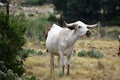 Texas Longhorn Cattle Portrait Royalty Free Stock Photo