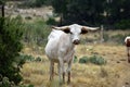 Texas Longhorn Cattle Portrait Royalty Free Stock Photo