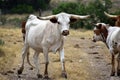 Texas Longhorn Cattle Portrait Royalty Free Stock Photo