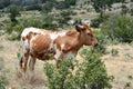 Texas Longhorn Cattle Portrait Royalty Free Stock Photo