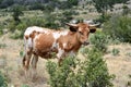 Texas Longhorn Cattle Portrait Royalty Free Stock Photo