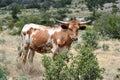 Texas Longhorn Cattle Portrait Royalty Free Stock Photo