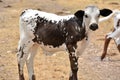 Texas Longhorn Cattle Portrait Royalty Free Stock Photo