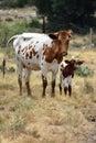 Texas Longhorn Cattle Portrait Royalty Free Stock Photo