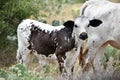 Texas Longhorn Cattle Portrait Royalty Free Stock Photo