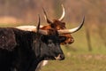 2 Texas Longhorn cattle Royalty Free Stock Photo