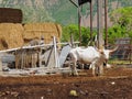 Texas Longhorn Cattle in Rural Homestead Paddock