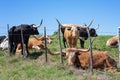 Texas longhorn cattle on spring pasture Royalty Free Stock Photo