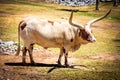 Texas Longhorn cattle standing on the green grass in the field on a sunny day with blur background Royalty Free Stock Photo