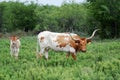 A Texas Longhorn Cow and Calf Royalty Free Stock Photo