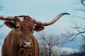 Texas longhorn cow closeup on moody sky background
