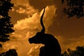 Texas longhorn cow with dramatic sky background Royalty Free Stock Photo