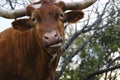 Funny farm animal face on Texas longhorn cow closeup