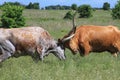 Texas Longhorn Cows Fighting, Longhorns