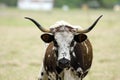 Texas Longhorn cow grazing Royalty Free Stock Photo