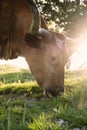 Texas longhorn cow grazing closeup Royalty Free Stock Photo