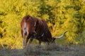 Texas longhorn cow grazing during fall season Royalty Free Stock Photo