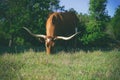 Texas Longhorn cow grazing in landscape Royalty Free Stock Photo