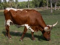 Texas Longhorn Cow Grazing in Pasture Royalty Free Stock Photo