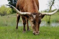Texas longhorn cow grazing Royalty Free Stock Photo