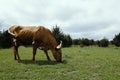 Texas longhorn cow grazing in summer field Royalty Free Stock Photo