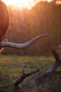 Texas longhorn cow horn at sunset Royalty Free Stock Photo