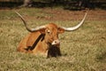 Texas Longhorn Cow in Pasture Royalty Free Stock Photo