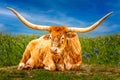 Texas Longhorn cow posing an a blue bonnet meadow in the Texas Hill Country Royalty Free Stock Photo