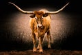 Texas Longhorn cow posing an a meadow in the Texas Hill Country Royalty Free Stock Photo