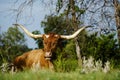 Texas Longhorn cow resting in summer field. Royalty Free Stock Photo