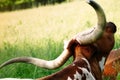 Texas Longhorn Cow Royalty Free Stock Photo