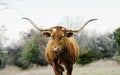 Texas longhorn cow winter portrait