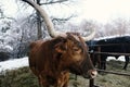 Texas longhorn cow in winter snow