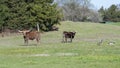 Texas Longhorn cows and geese in a pasture in Denison, Texas. Royalty Free Stock Photo