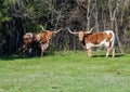 Texas Longhorn cows in a pasture in Denison, Texas. Royalty Free Stock Photo
