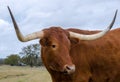 Texas longhorn, Driftwood Texas Royalty Free Stock Photo